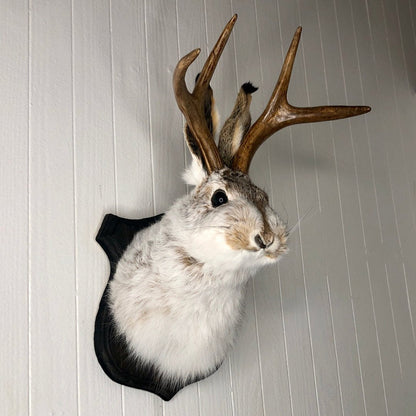 Cute Jackalope Decorative Arts