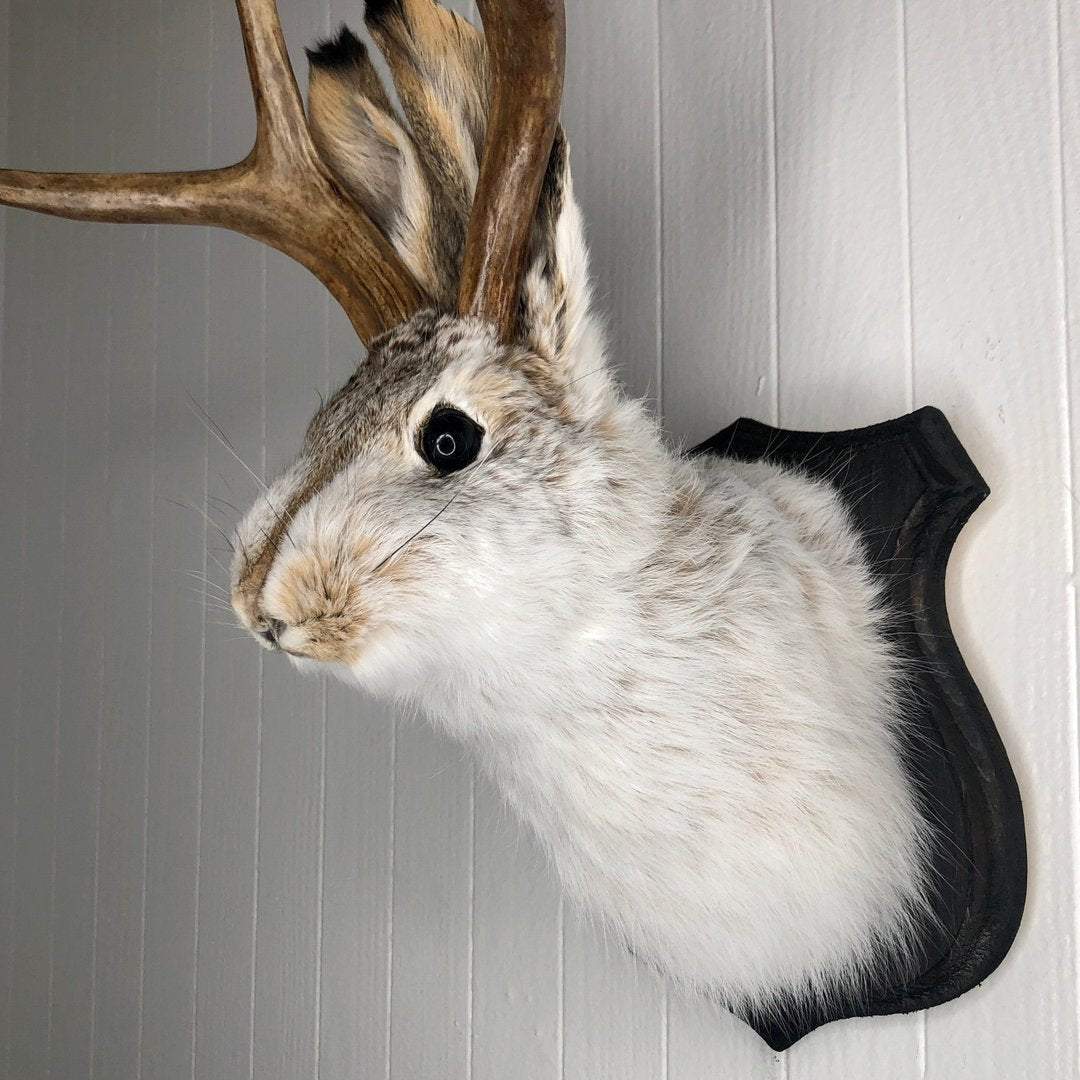 Cute Jackalope Decorative Arts