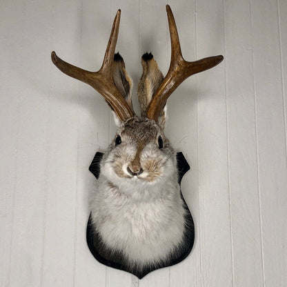 Cute Jackalope Decorative Arts