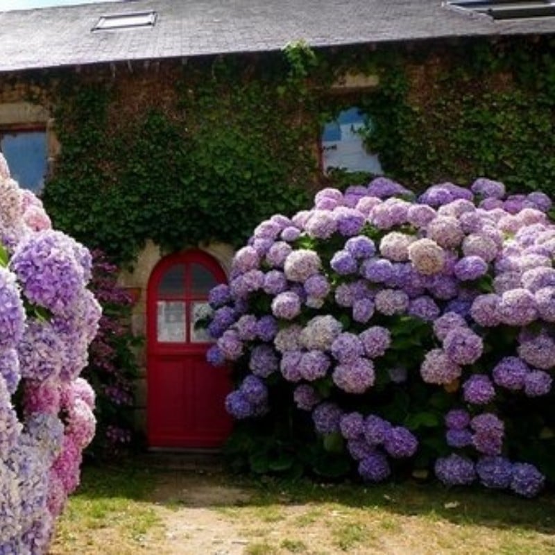 Artificial Hydrangea Flowers For Outdoors💐