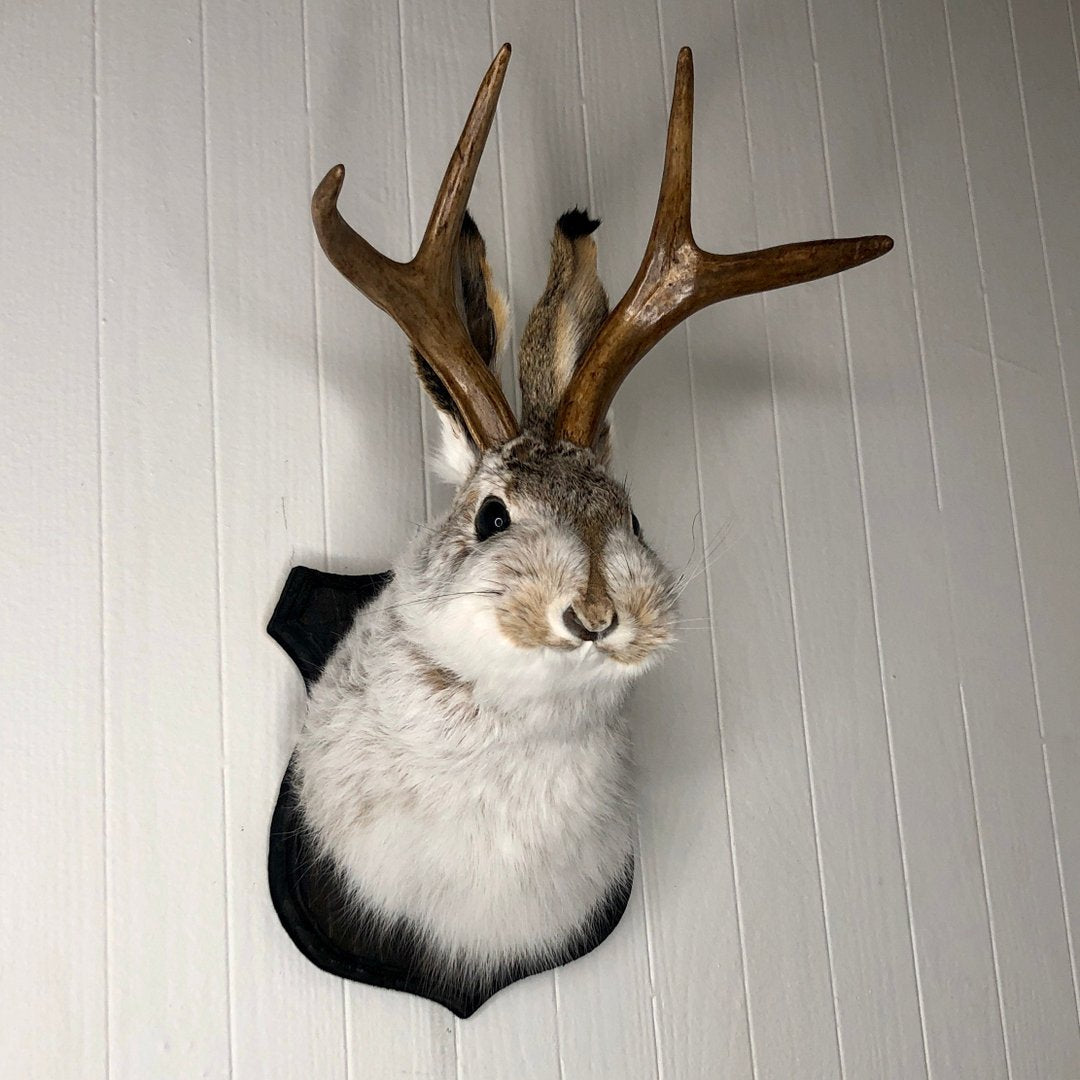 Cute Jackalope Decorative Arts