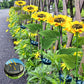 Sunflower Solar Garden Stake Led Lights🌻