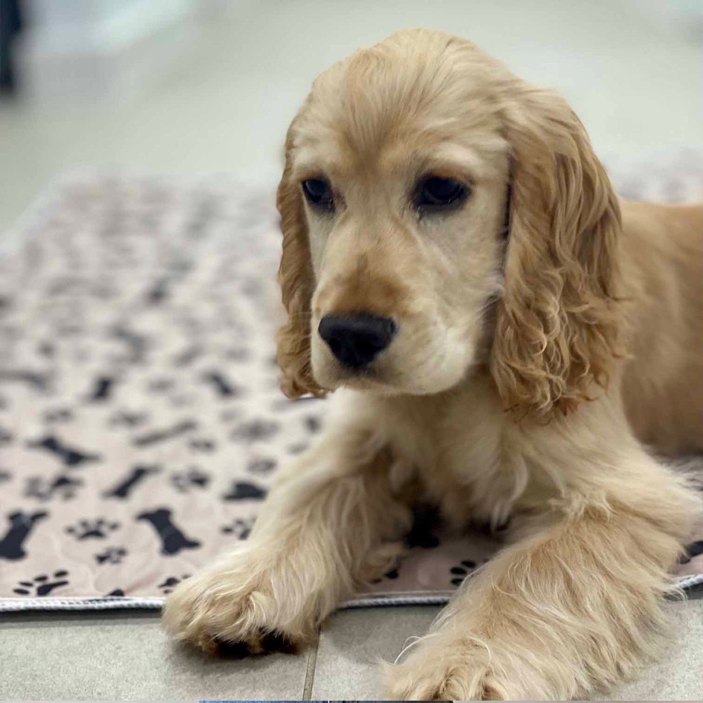 🐶😸Premium Reusable Super Absorbent PuppyPad🐾 (Kitten & Other Pets)